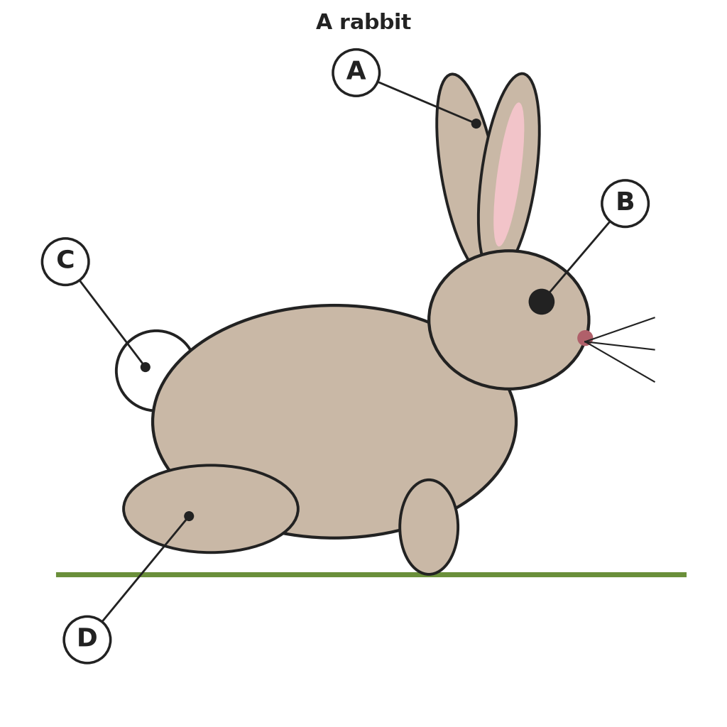 55. Study the diagram of a rabbit below and answer the questions that follow.